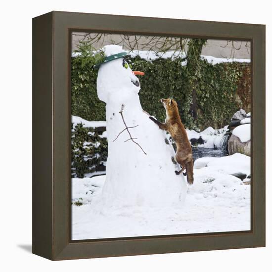 Red Fox Climbing Up Snowman-null-Framed Premier Image Canvas