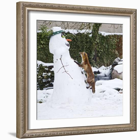 Red Fox Climbing Up Snowman-null-Framed Photographic Print