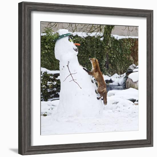 Red Fox Climbing Up Snowman--Framed Photographic Print