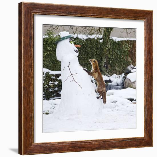 Red Fox Climbing Up Snowman--Framed Photographic Print