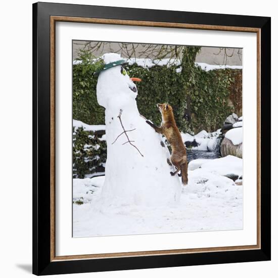 Red Fox Climbing Up Snowman-null-Framed Photographic Print