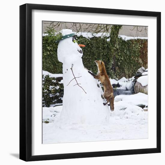 Red Fox Climbing Up Snowman--Framed Photographic Print