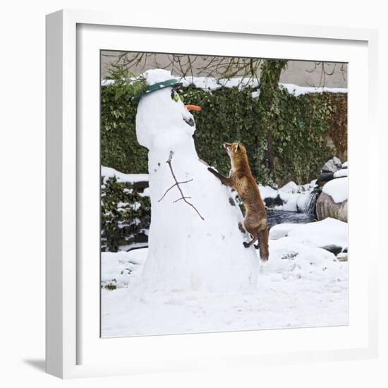 Red Fox Climbing Up Snowman-null-Framed Photographic Print