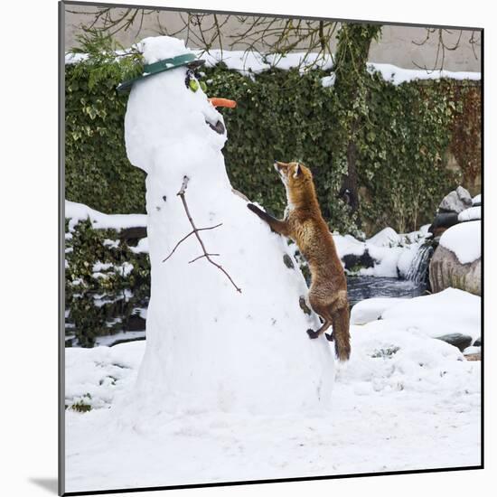 Red Fox Climbing Up Snowman-null-Mounted Photographic Print