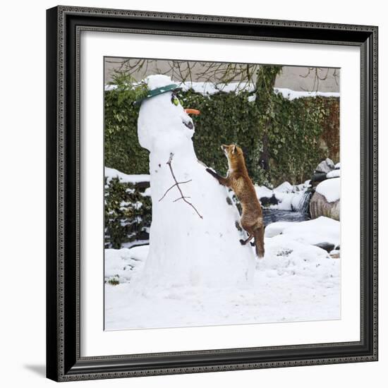 Red Fox Climbing Up Snowman--Framed Photographic Print