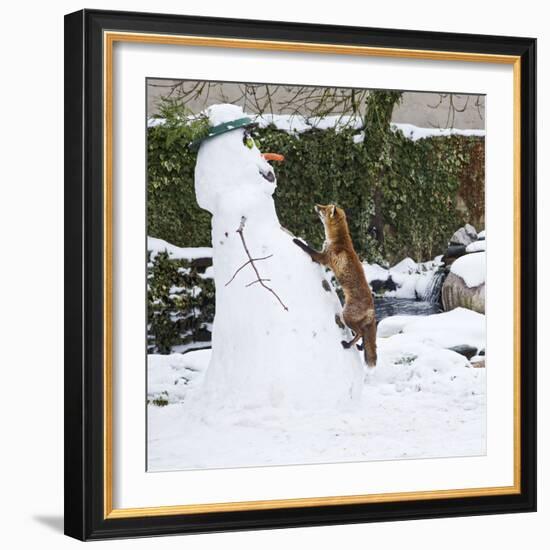 Red Fox Climbing Up Snowman-null-Framed Photographic Print