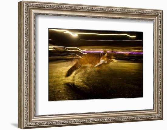 Red fox crossing a road at night, London, UK-Neil Aldridge-Framed Photographic Print