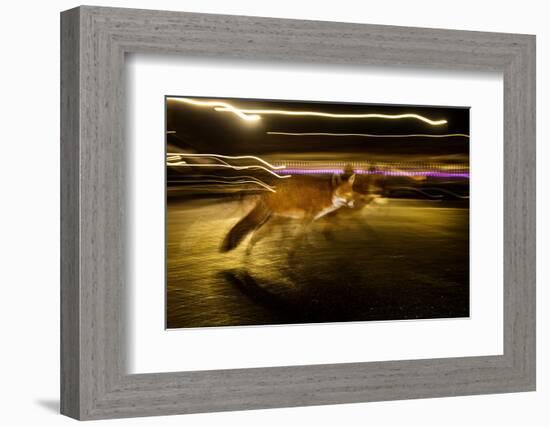 Red fox crossing a road at night, London, UK-Neil Aldridge-Framed Photographic Print