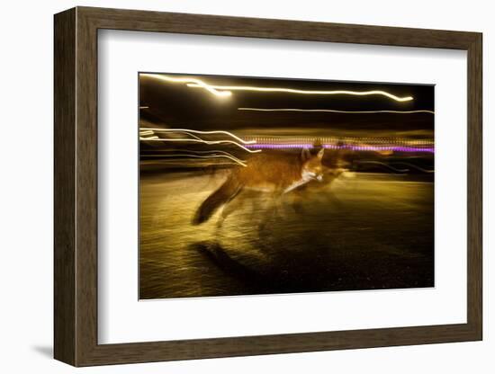Red fox crossing a road at night, London, UK-Neil Aldridge-Framed Photographic Print