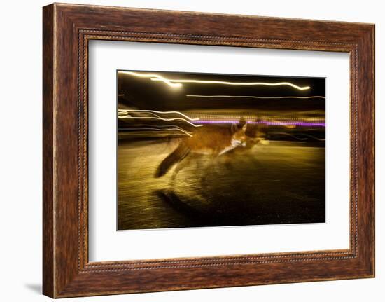 Red fox crossing a road at night, London, UK-Neil Aldridge-Framed Photographic Print