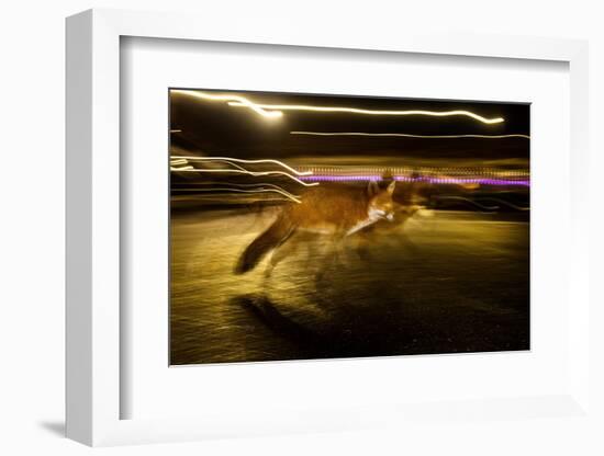 Red fox crossing a road at night, London, UK-Neil Aldridge-Framed Photographic Print