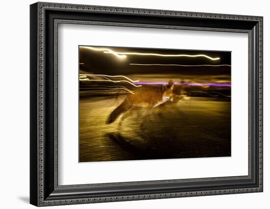 Red fox crossing a road at night, London, UK-Neil Aldridge-Framed Photographic Print