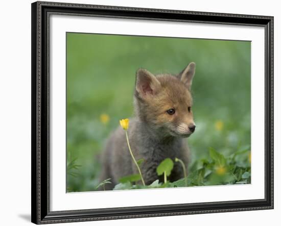 Red Fox Cub at a Rehab Centre, Scotland, UK-Niall Benvie-Framed Photographic Print