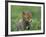 Red Fox Cub at a Rehab Centre, Scotland, UK-Niall Benvie-Framed Photographic Print