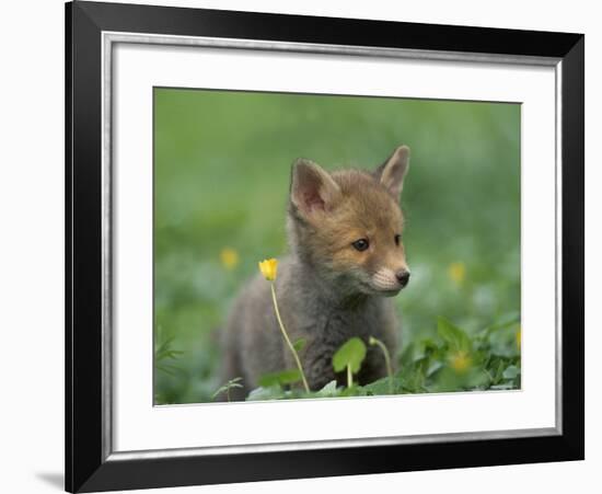 Red Fox Cub at a Rehab Centre, Scotland, UK-Niall Benvie-Framed Photographic Print