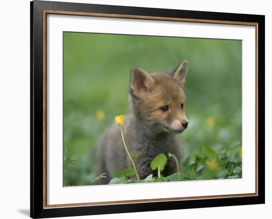 Red Fox Cub at a Rehab Centre, Scotland, UK-Niall Benvie-Framed Photographic Print