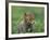 Red Fox Cub at a Rehab Centre, Scotland, UK-Niall Benvie-Framed Photographic Print