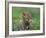 Red Fox Cub at a Rehab Centre, Scotland, UK-Niall Benvie-Framed Photographic Print