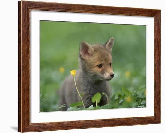 Red Fox Cub at a Rehab Centre, Scotland, UK-Niall Benvie-Framed Photographic Print