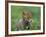 Red Fox Cub at a Rehab Centre, Scotland, UK-Niall Benvie-Framed Photographic Print