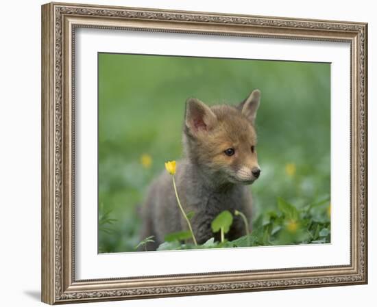 Red Fox Cub at a Rehab Centre, Scotland, UK-Niall Benvie-Framed Photographic Print