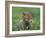 Red Fox Cub at a Rehab Centre, Scotland, UK-Niall Benvie-Framed Photographic Print