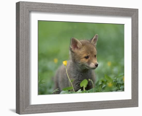 Red Fox Cub at a Rehab Centre, Scotland, UK-Niall Benvie-Framed Photographic Print