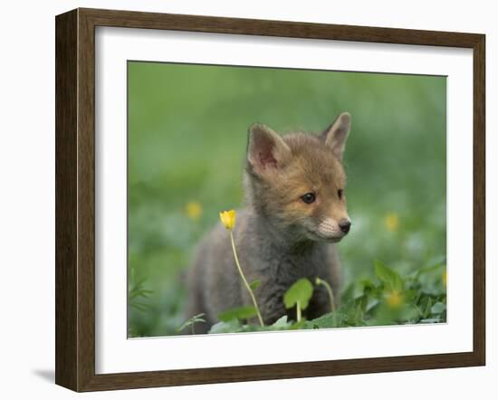 Red Fox Cub at a Rehab Centre, Scotland, UK-Niall Benvie-Framed Photographic Print