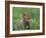 Red Fox Cub at a Rehab Centre, Scotland, UK-Niall Benvie-Framed Photographic Print