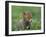 Red Fox Cub at a Rehab Centre, Scotland, UK-Niall Benvie-Framed Photographic Print