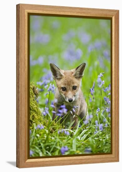 Red Fox Cub in Bluebell Woodland-null-Framed Premier Image Canvas