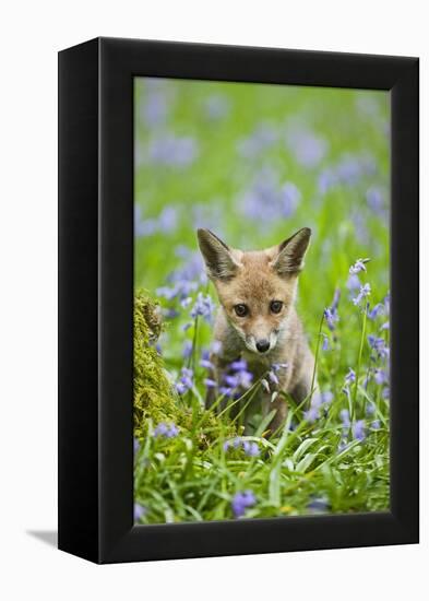 Red Fox Cub in Bluebell Woodland-null-Framed Premier Image Canvas