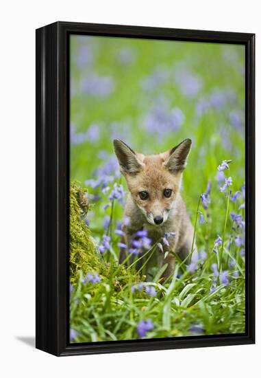 Red Fox Cub in Bluebell Woodland-null-Framed Premier Image Canvas