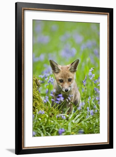 Red Fox Cub in Bluebell Woodland-null-Framed Photographic Print