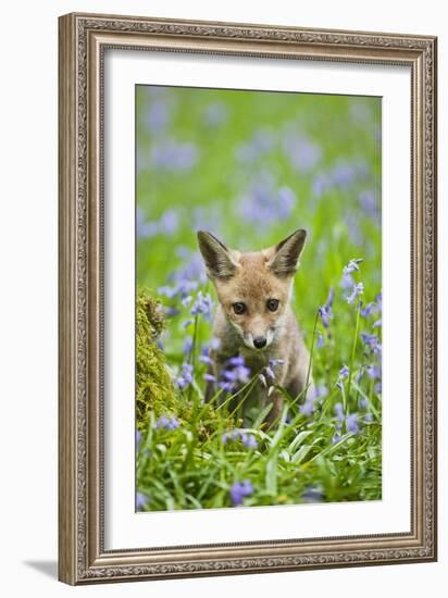 Red Fox Cub in Bluebell Woodland-null-Framed Photographic Print