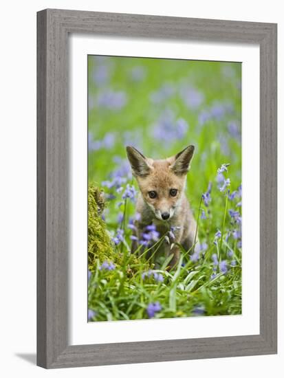 Red Fox Cub in Bluebell Woodland-null-Framed Photographic Print