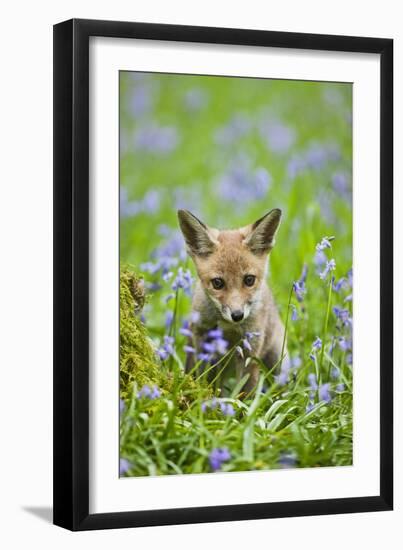 Red Fox Cub in Bluebell Woodland-null-Framed Photographic Print