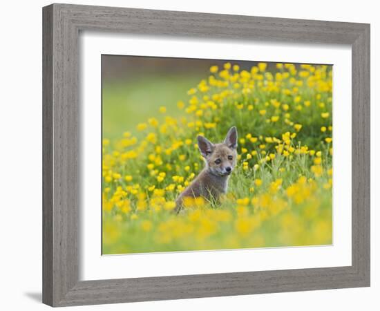 Red Fox Cub in Buttercup Meadow-null-Framed Photographic Print