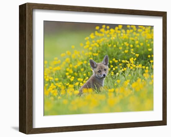 Red Fox Cub in Buttercup Meadow-null-Framed Photographic Print