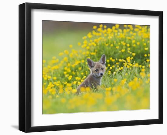 Red Fox Cub in Buttercup Meadow-null-Framed Photographic Print