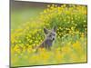 Red Fox Cub in Buttercup Meadow-null-Mounted Photographic Print