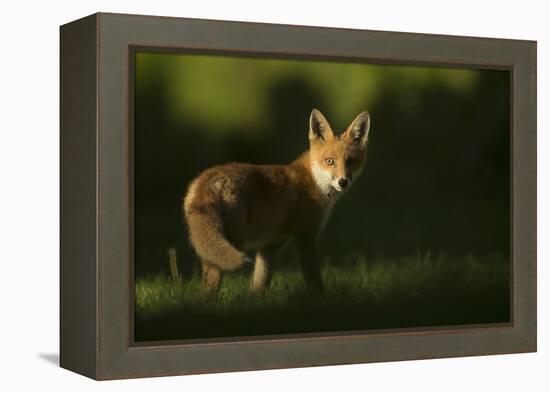 Red fox cub looking at camera, in morning. Sheffield, UK-Paul Hobson-Framed Premier Image Canvas