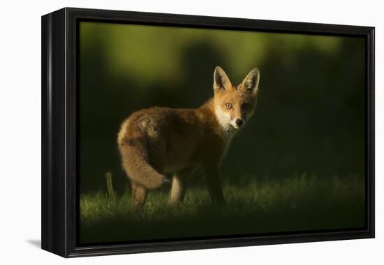 Red fox cub looking at camera, in morning. Sheffield, UK-Paul Hobson-Framed Premier Image Canvas