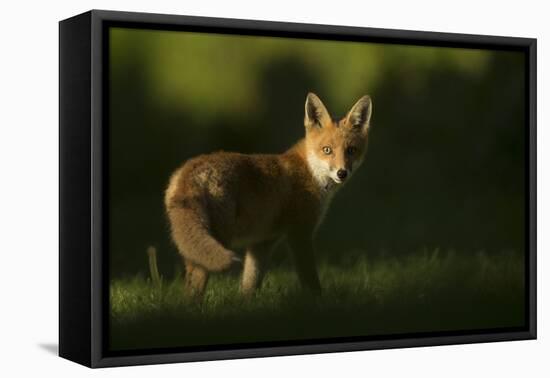 Red fox cub looking at camera, in morning. Sheffield, UK-Paul Hobson-Framed Premier Image Canvas