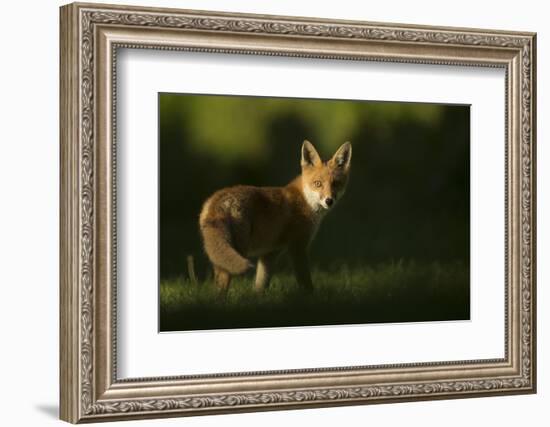 Red fox cub looking at camera, in morning. Sheffield, UK-Paul Hobson-Framed Photographic Print