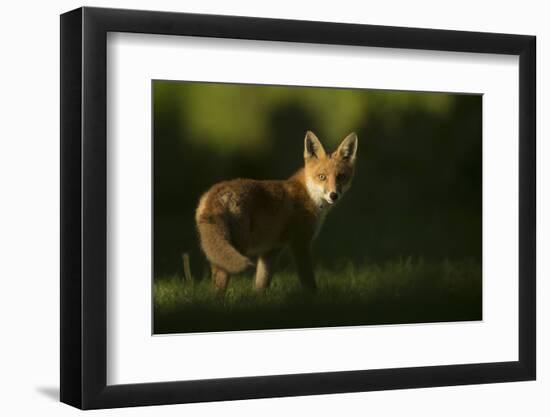 Red fox cub looking at camera, in morning. Sheffield, UK-Paul Hobson-Framed Photographic Print