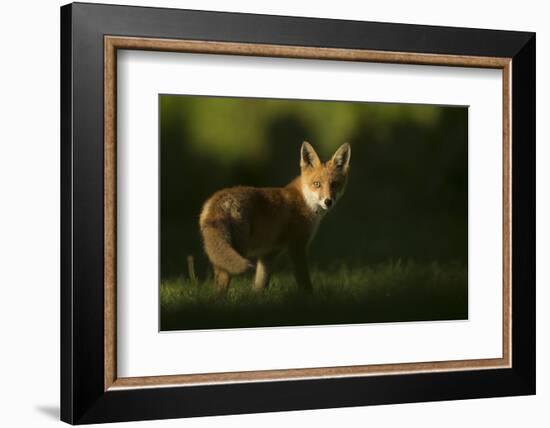 Red fox cub looking at camera, in morning. Sheffield, UK-Paul Hobson-Framed Photographic Print