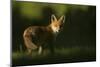Red fox cub looking at camera, in morning. Sheffield, UK-Paul Hobson-Mounted Photographic Print
