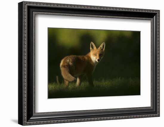 Red fox cub looking at camera, in morning. Sheffield, UK-Paul Hobson-Framed Photographic Print