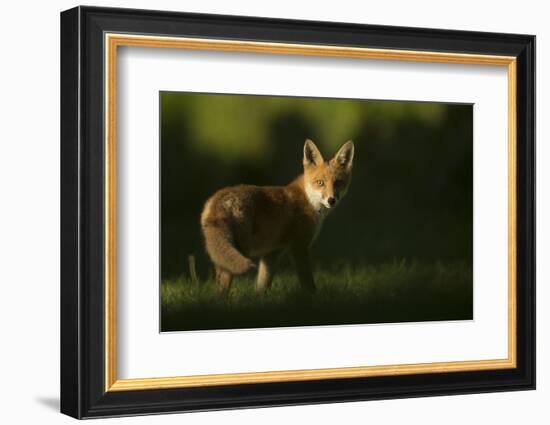 Red fox cub looking at camera, in morning. Sheffield, UK-Paul Hobson-Framed Photographic Print